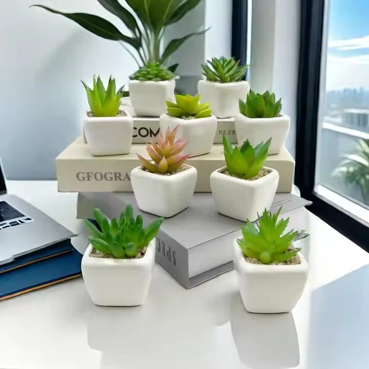 Mini Cactus Bonsai suppliers